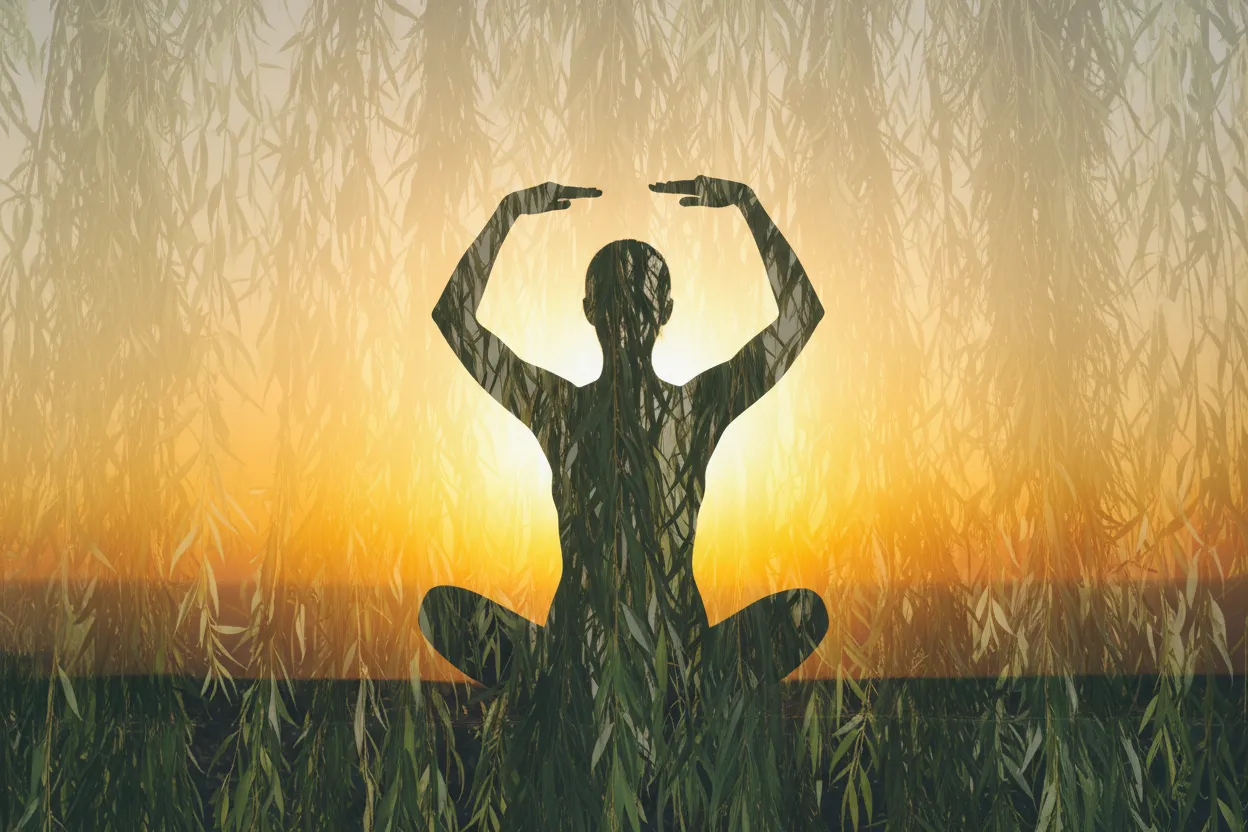 A Complete Seated Session — tai chi practice illustration